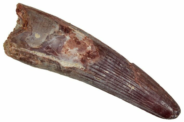 Fossil Spinosaurus Tooth - Well Defined Striations #242641